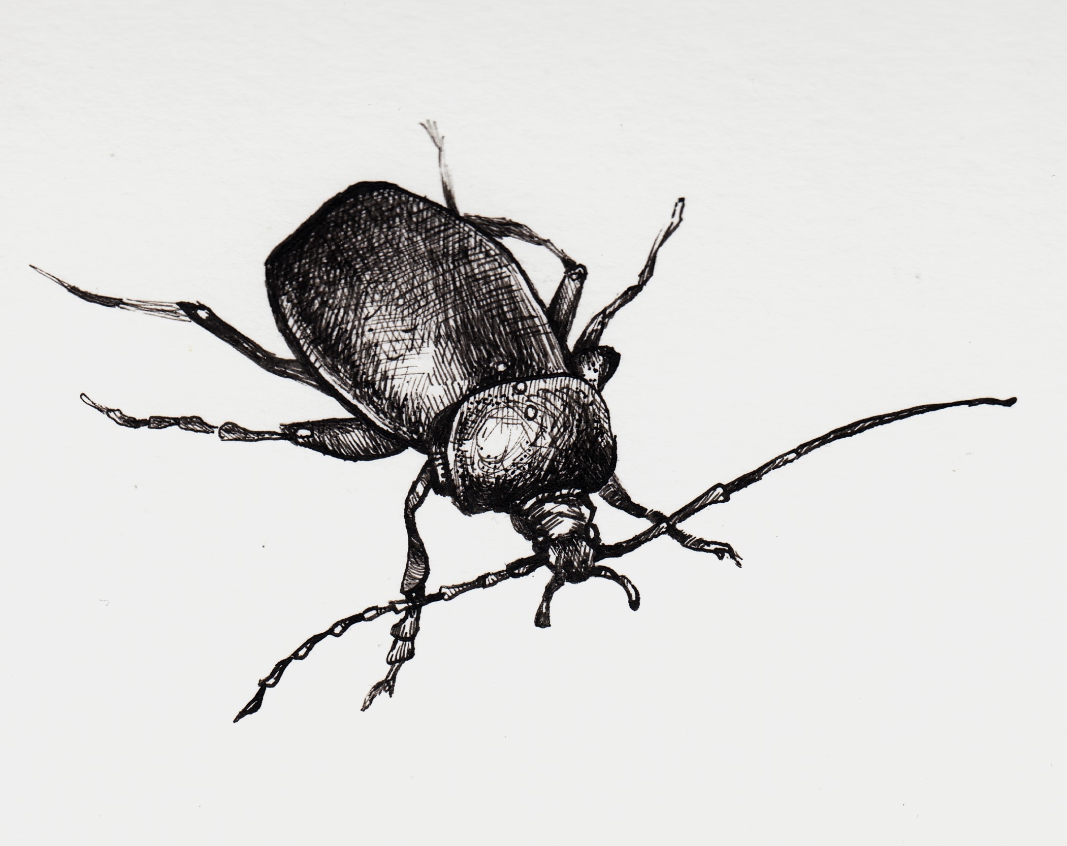 Ink drawing of a beetle, by Zachary Carr