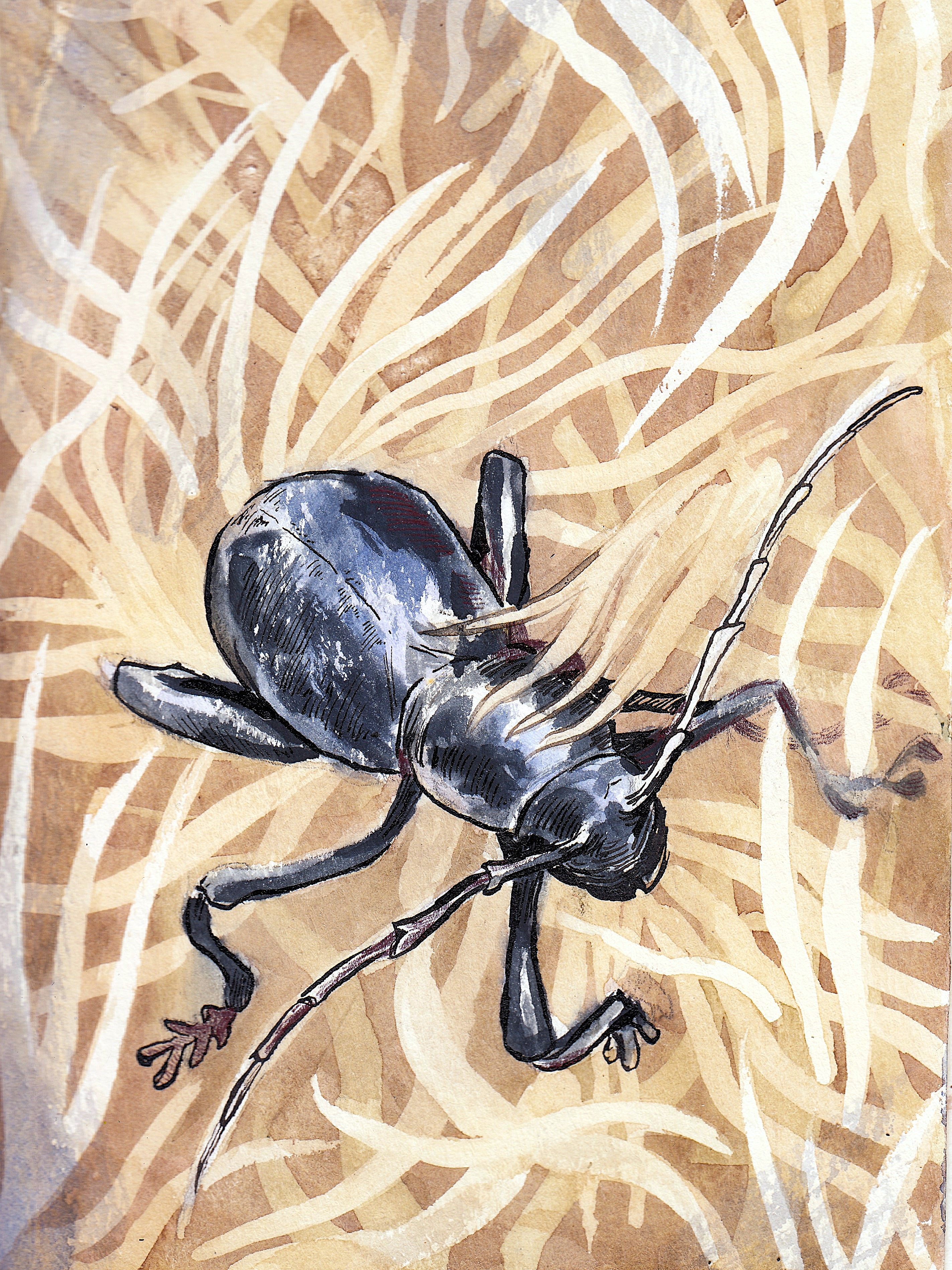 A beetle in dry grass, watercolour by Zachary Carr