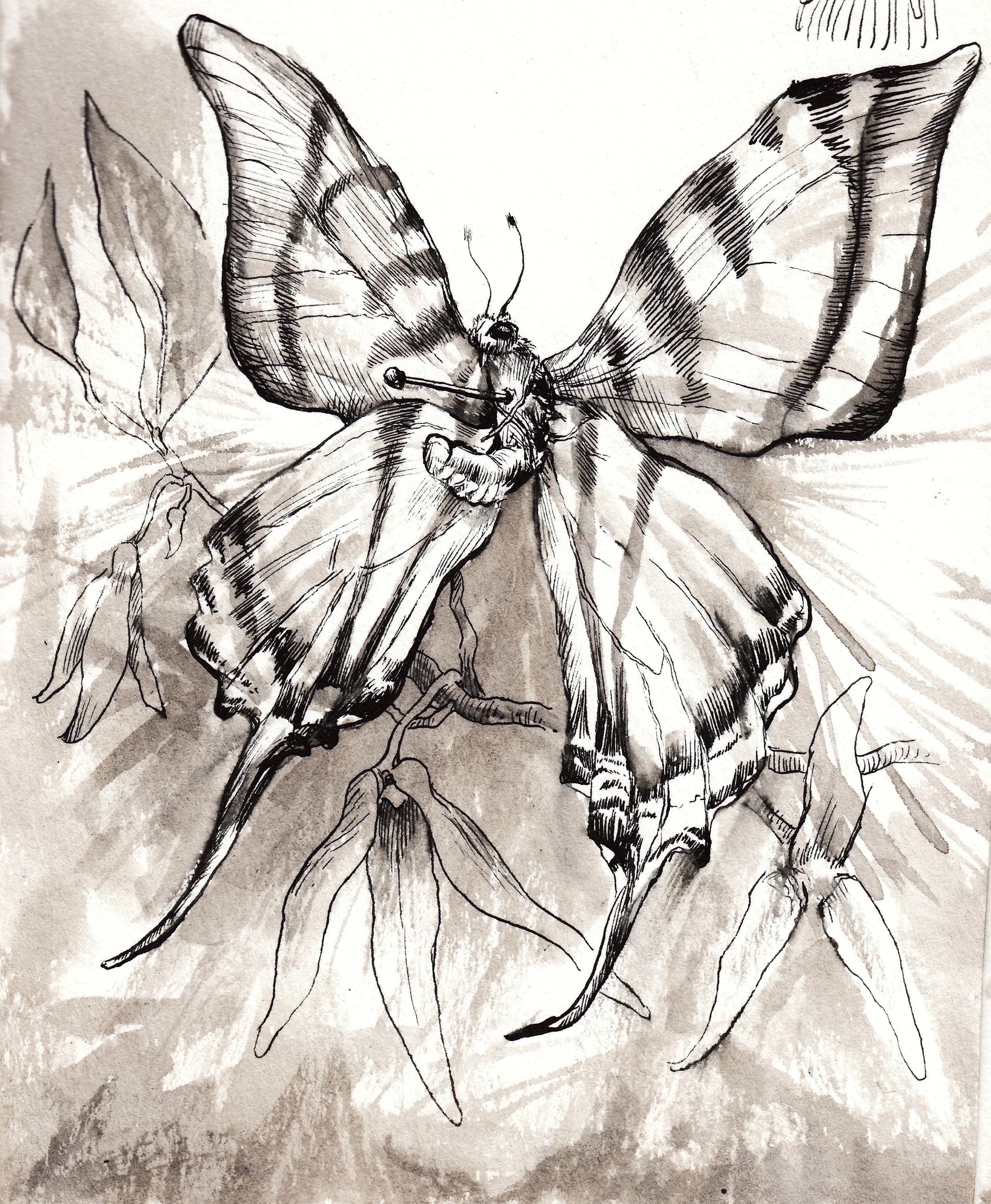 Ink art of a pinned butterfly, by Zachary Carr