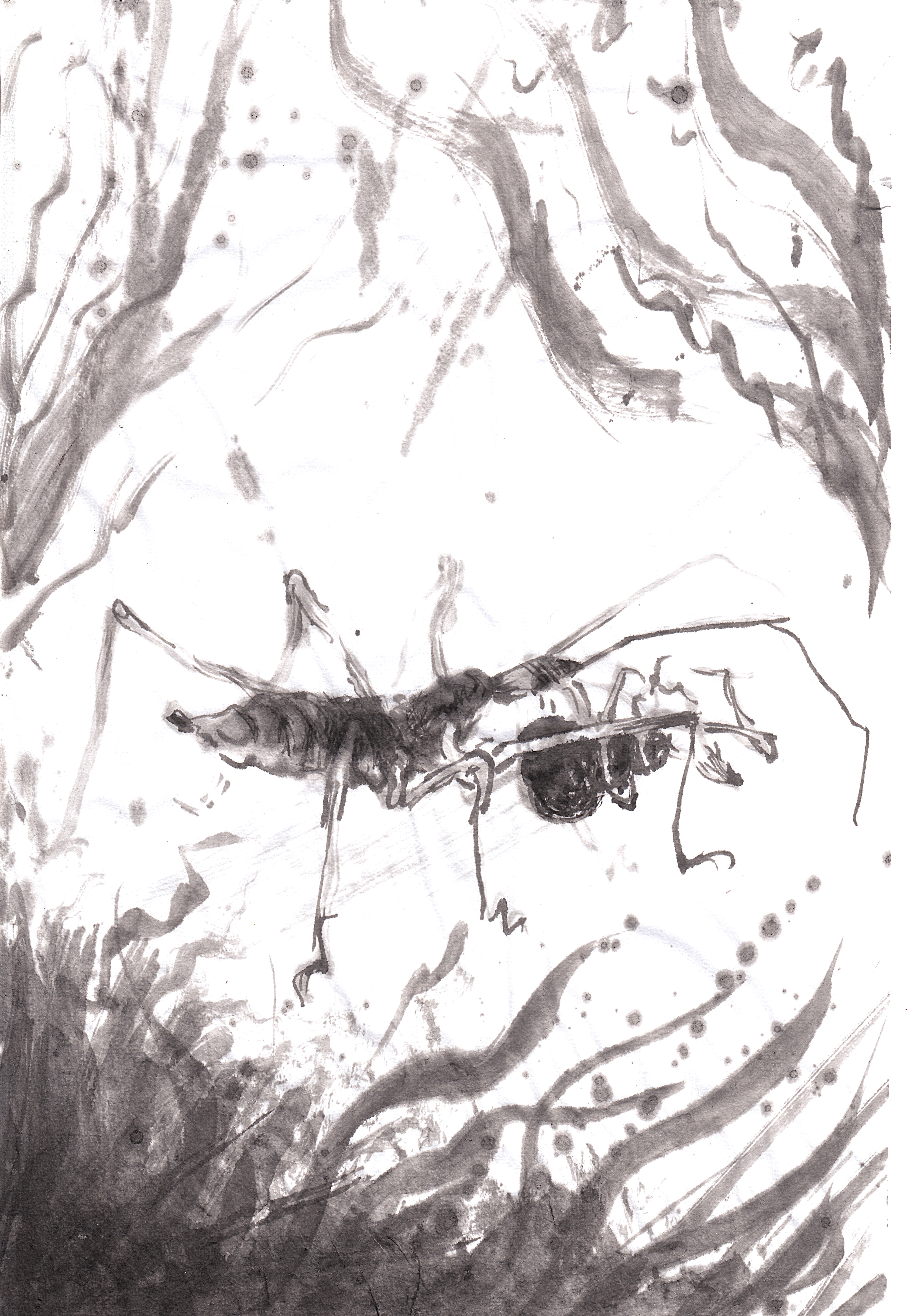 Assassin bug with spider, ink painting by Zachary Carr