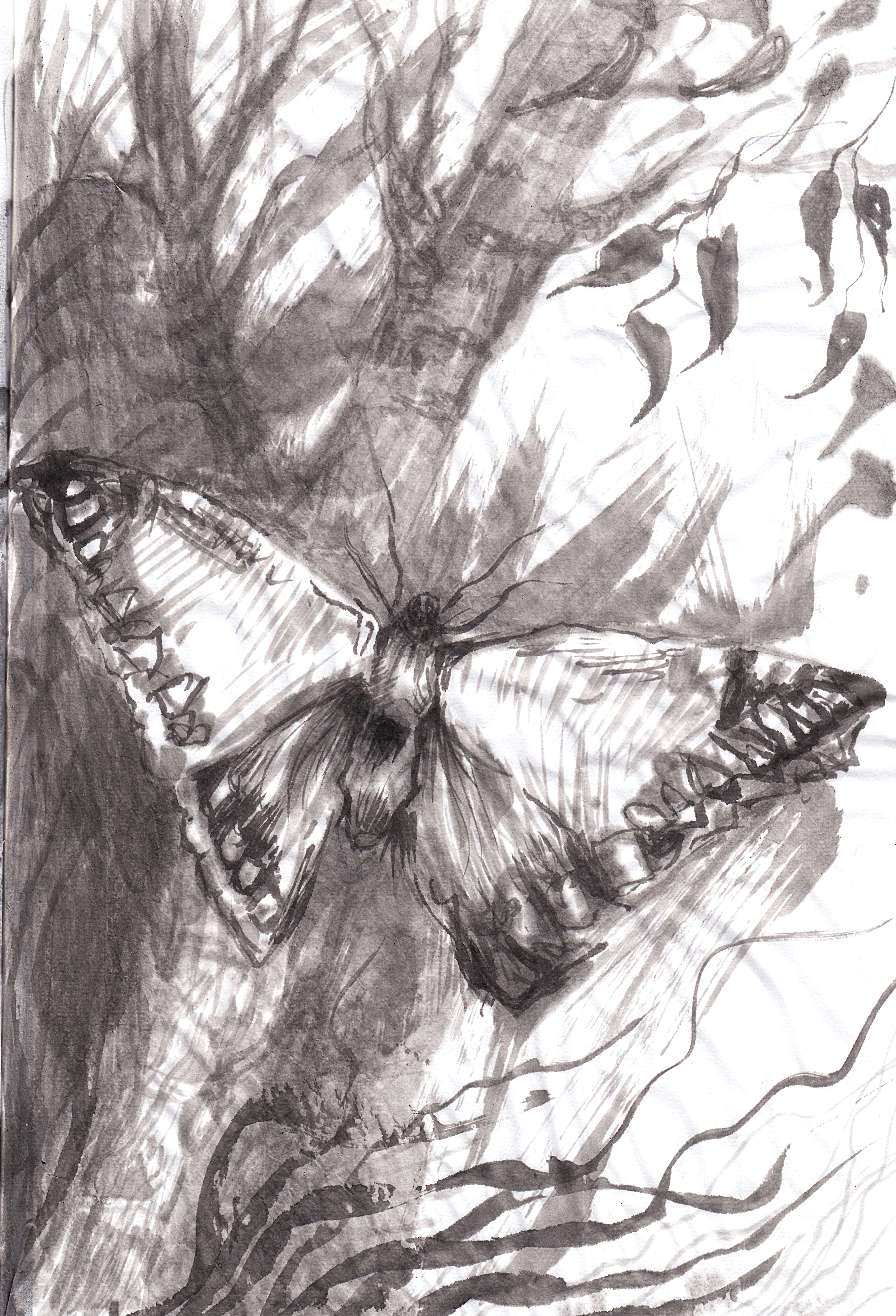 Mourning Butterfly, ink painting by Zachary Carr