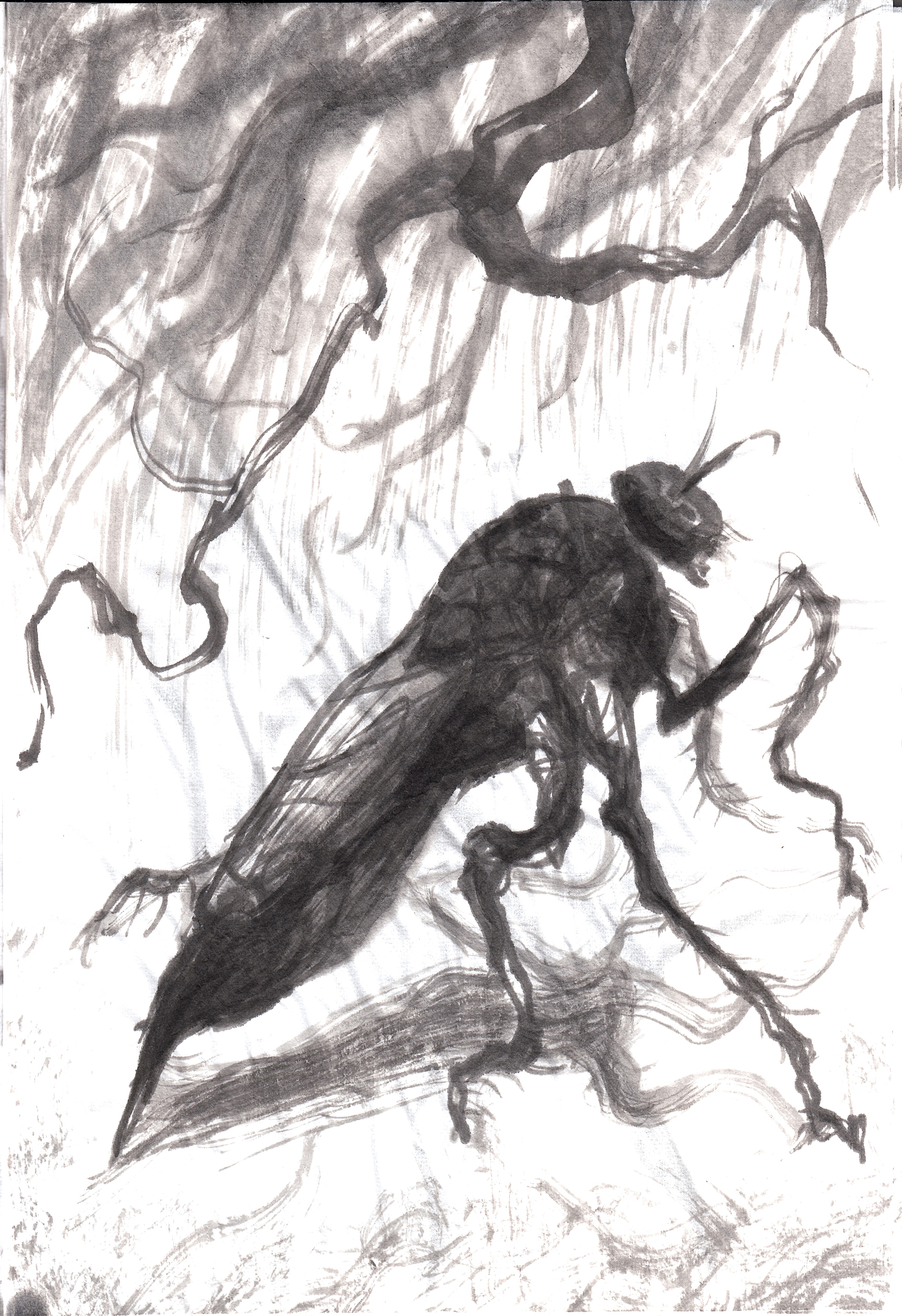 Robber Fly, ink painting by Zachary Carr